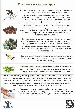 Профилактика Лихорадки Западного Нила 